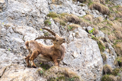 Goat on rock against mountain