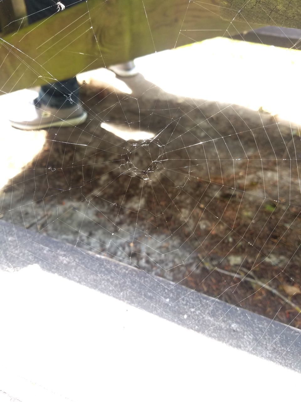 CLOSE-UP OF SPIDER WEB IN FOREST