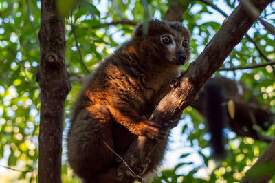 Squirrel on tree trunk