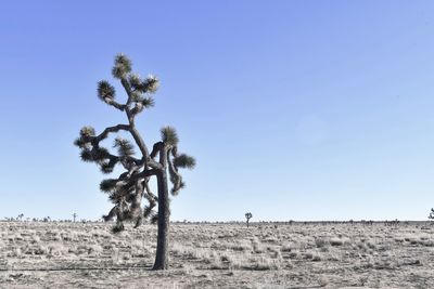 Tree on field against clear sky