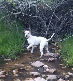 White dog running in water