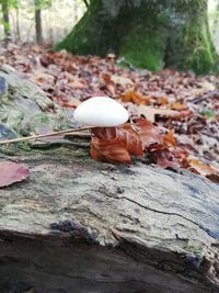 Close-up of mushroom growing on tree trunk