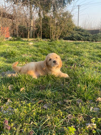 Dog relaxing on field