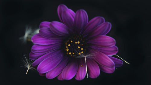 Close-up of pink flower against black background