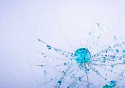 Close-up of spider on web against white background