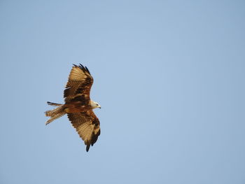 Low angle view of eagle flying against clear sky