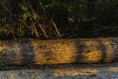 Close-up of tree trunk in forest