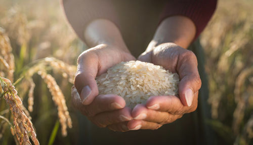 Cropped hand of woman holding plant