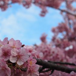 Close-up of pink cherry blossoms against sky