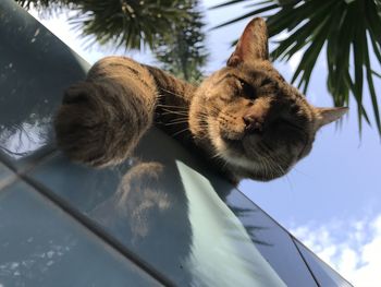 Close-up of a cat