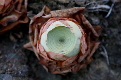 Close-up of a succulent plant growing on field