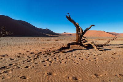 A frame near dune45 zone in namibia