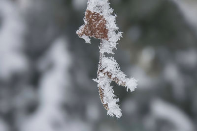 Close-up of frozen plant
