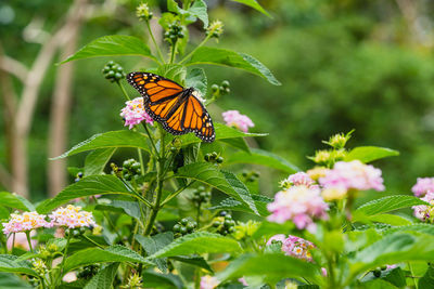 Close-up of butterfly pollinating on flower