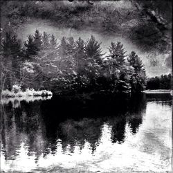 Reflection of trees in water