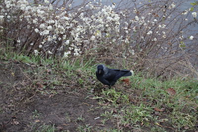 Bird on tree