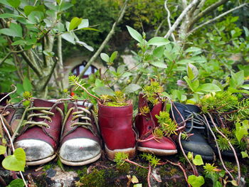 Close-up of shoes on potted plant