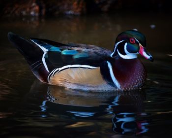 Close-up of duck swimming in lake