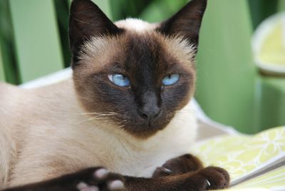 Close-up portrait of a cat