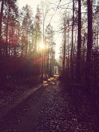 Trees in forest against sky during autumn