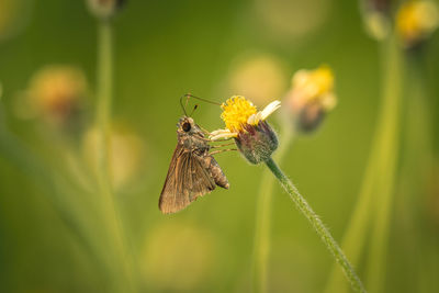 Close-up of butterfly pollinating on flower