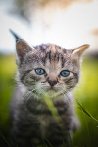 Blue-eyed grey and black kitten in tall grass. felis catus domesticus.