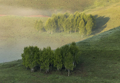 Trees on field