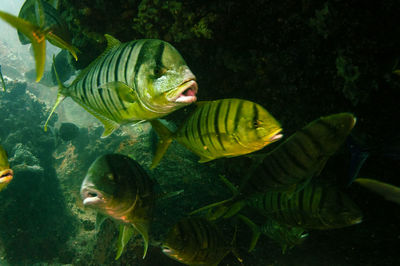 Swimming tropical yellow fish golden trevally, gnathanodon speciosus, seychelles.