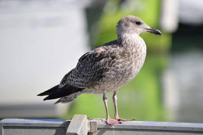 Close-up of bird perching on wooden post