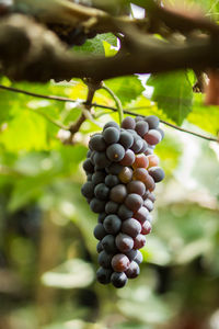 Close-up of grapes growing in vineyard