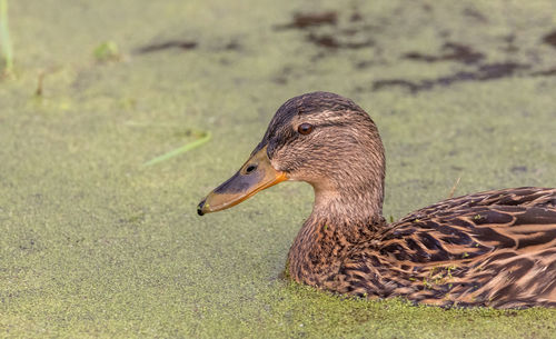 Close-up of duck