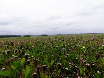 Scenic view of field against sky