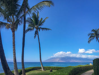 Palm trees by sea against blue sky