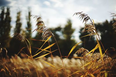 Close-up of crop on field