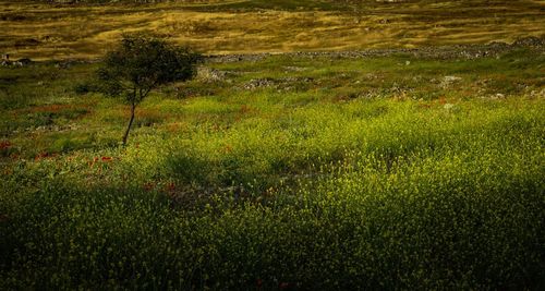 Scenic view of landscape