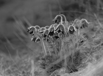 Close-up of wilted flower on field