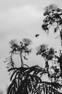 Low angle view of flower trees against clear sky