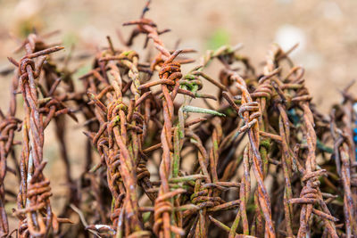 Close-up of dried plant