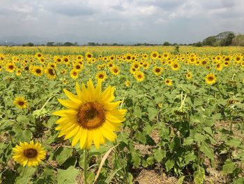 Sunflowers blooming in field