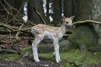 Deer on tree