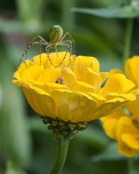 Close-up of insect on yellow flowering plant