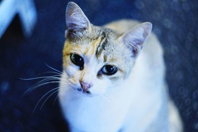 Close-up portrait of cat