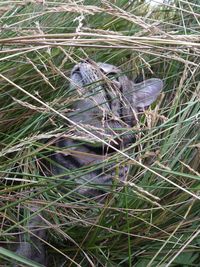 High angle view of bird on grass