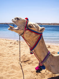 Close-up of horse on beach against sky