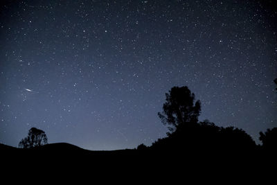 Silhouette trees against star field