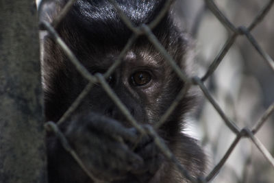 Portrait of monkey in cage at zoo