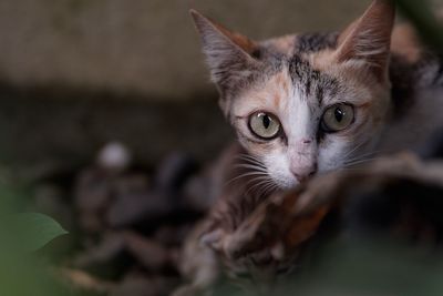 Close-up portrait of kitten 