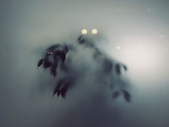 Close-up of plants seen through frosted glass