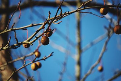 Close-up of berries growing on tree