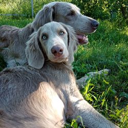 Close-up portrait of a dog on field